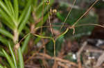 Appalachian stitchwort